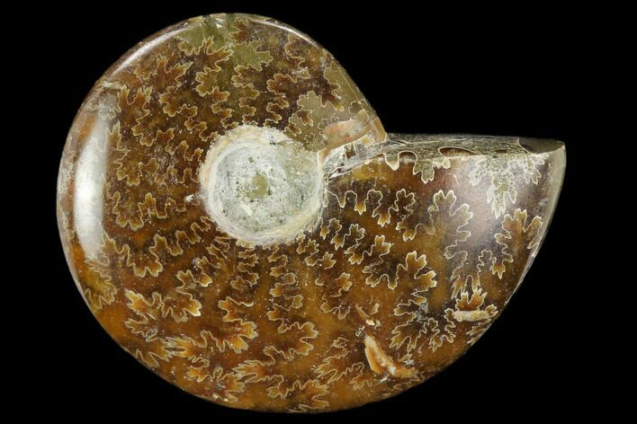 Polished, Agatized Ammonite (Cleoniceras) - Madagascar #119264